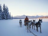 Hundeschlittenfahrt Schweden