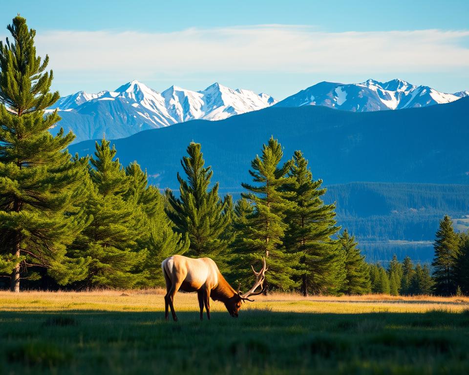Elchparks in Schweden